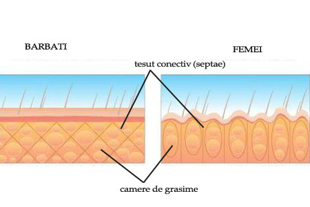 Diferenta de celulita intre barbati si femei